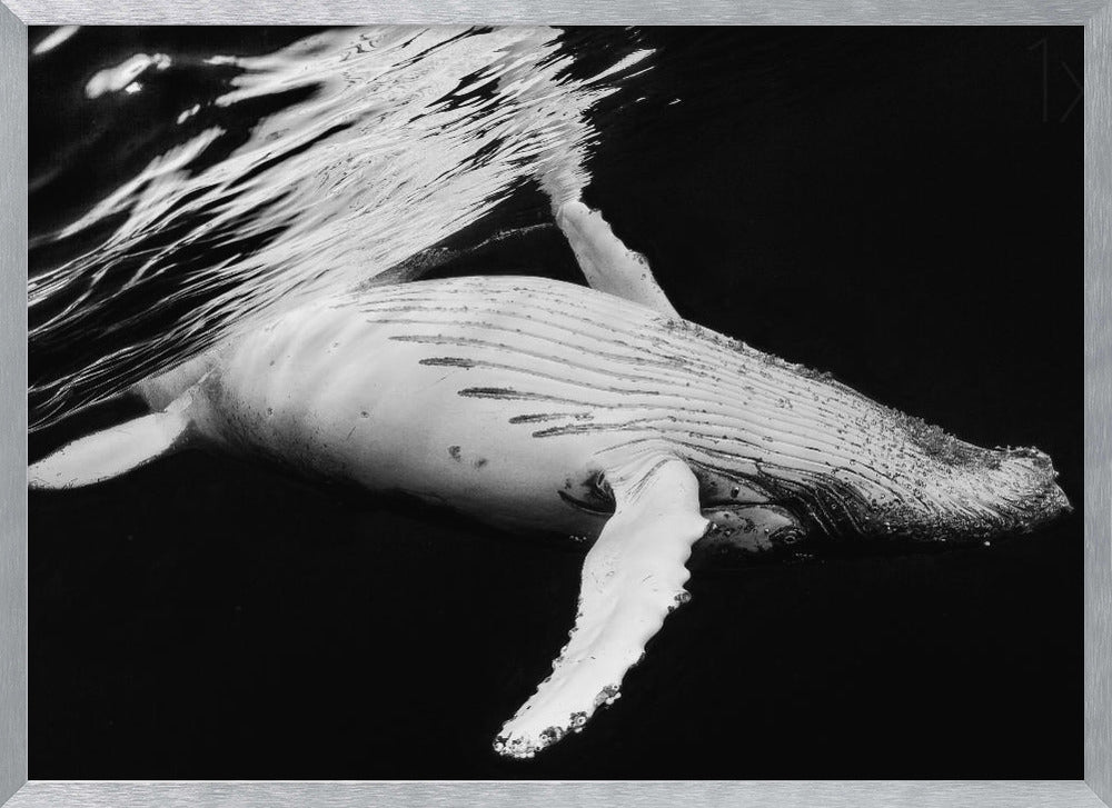 Black &amp; Whale Poster