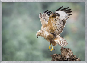 Buteo rufinus Poster