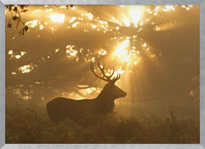 Ghost of the Forest Poster