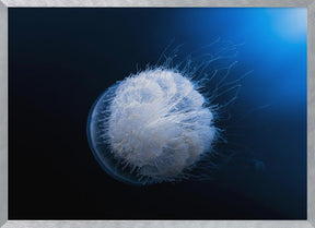 Jellyfish Poster