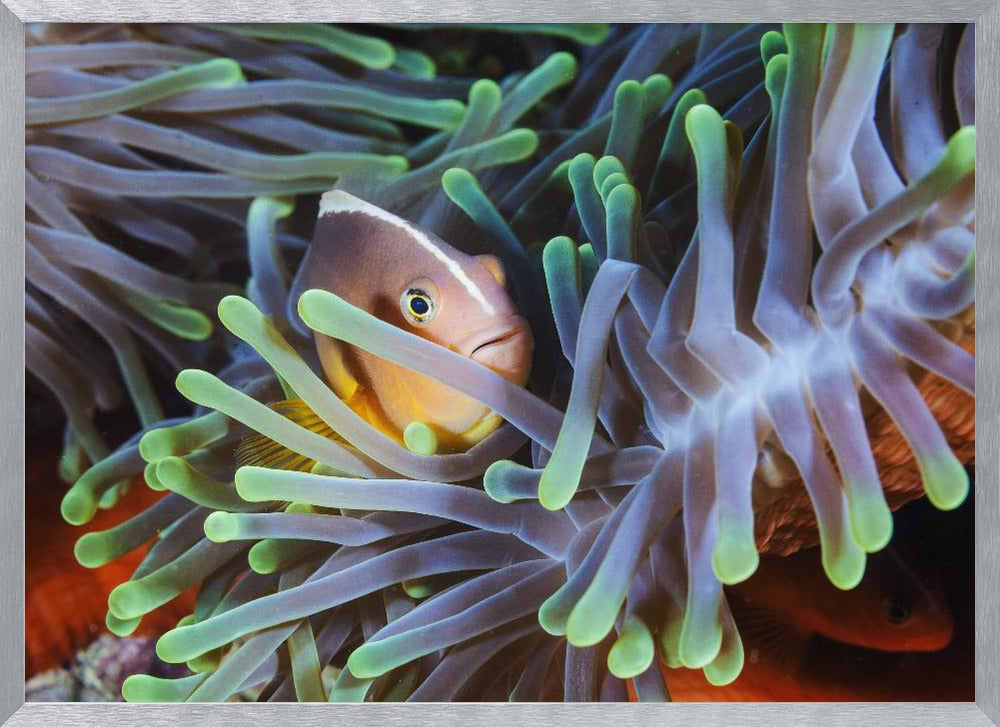 Clownfish Poster