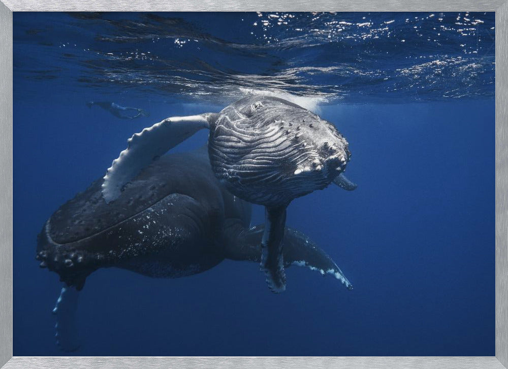 Humpback Whale family Poster