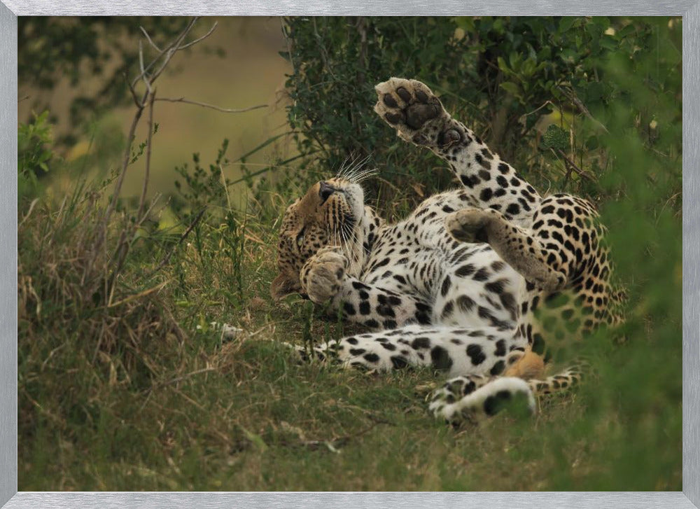 A leopard in Mara Triangle Poster