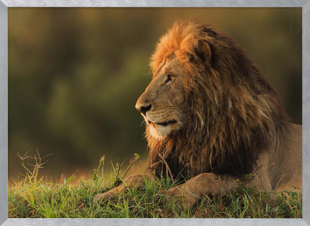 Male lion watching sunrise in Masai Mara Poster