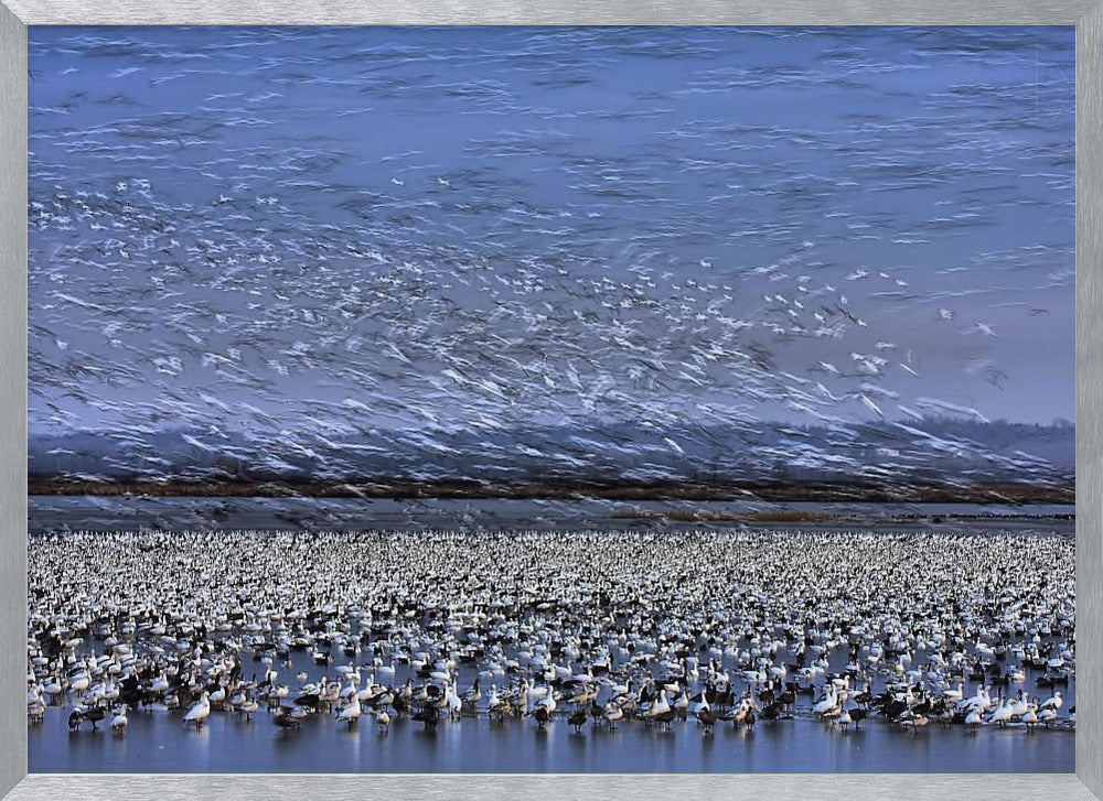 Before Dawn - A Day of Snow Goose Migration Poster