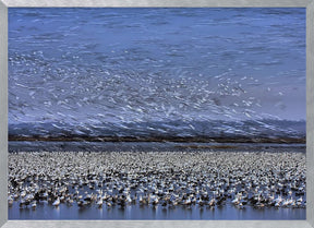 Before Dawn - A Day of Snow Goose Migration Poster