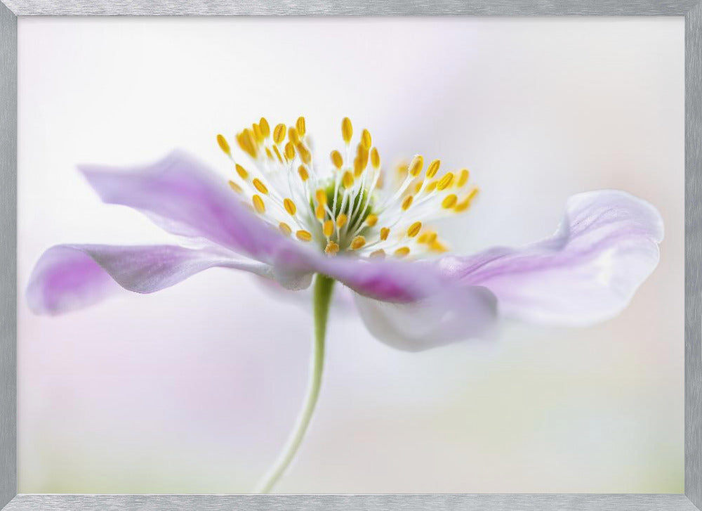 Wood Anemone Poster