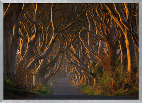 The Dark Hedges in the Morning Sunshine Poster