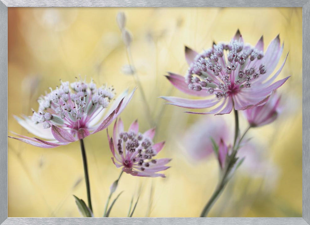 Astrantia Major Poster