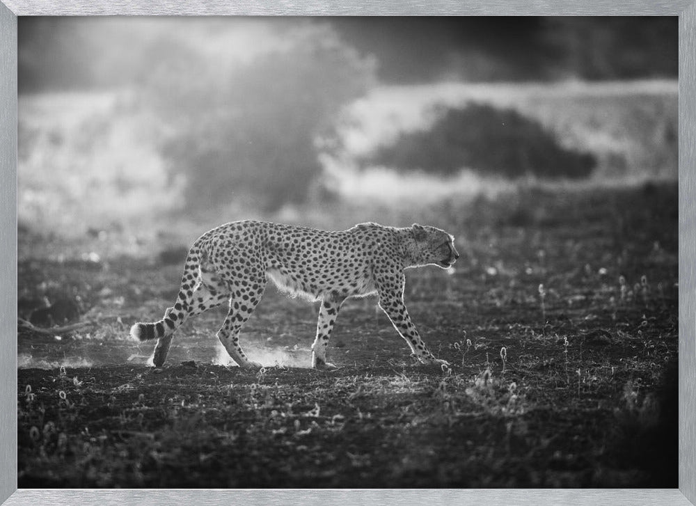 Backlit Cheetah Poster