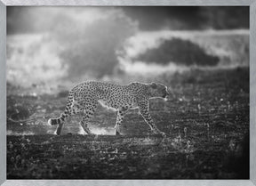 Backlit Cheetah Poster