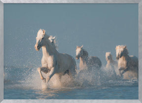 Angels of Camargue Poster