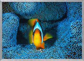 Clownfish in blue anémon Poster