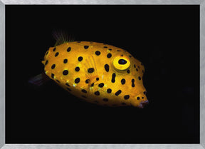 Yellow Boxfish Poster