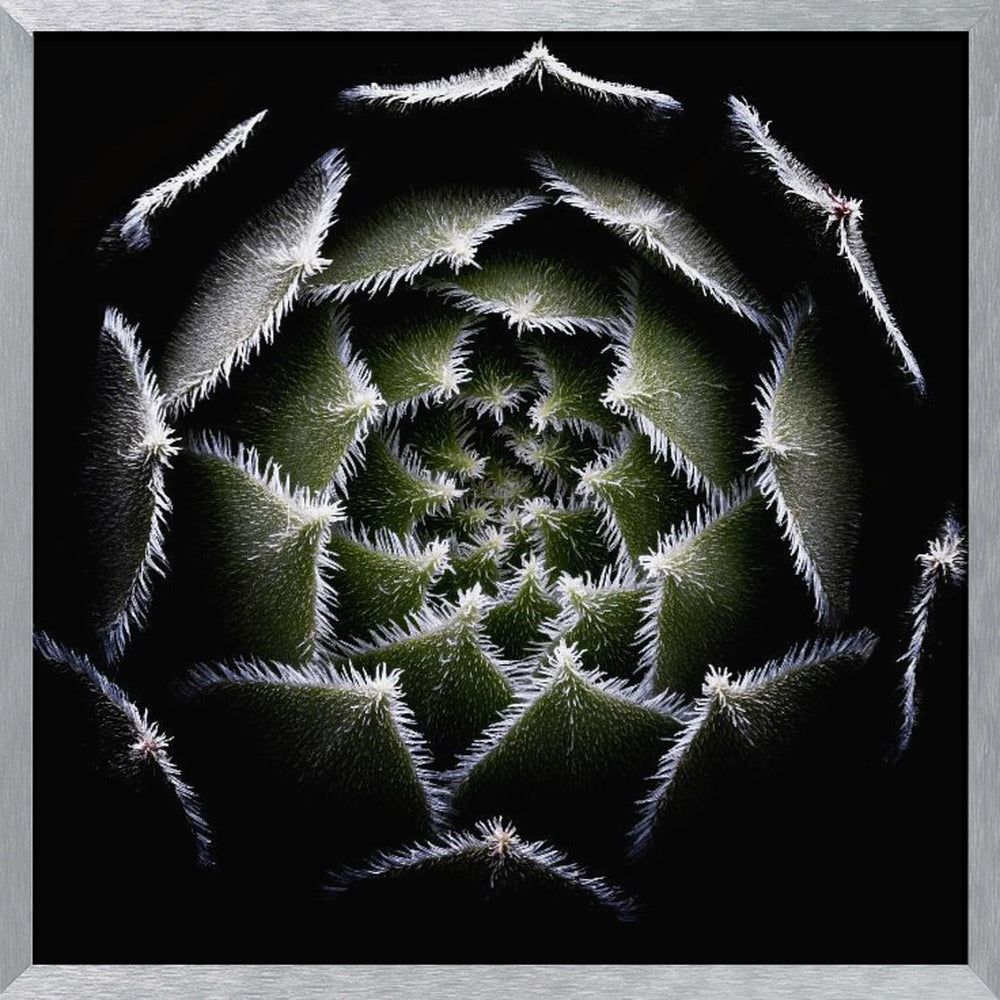 Sempervivum Rosette Poster