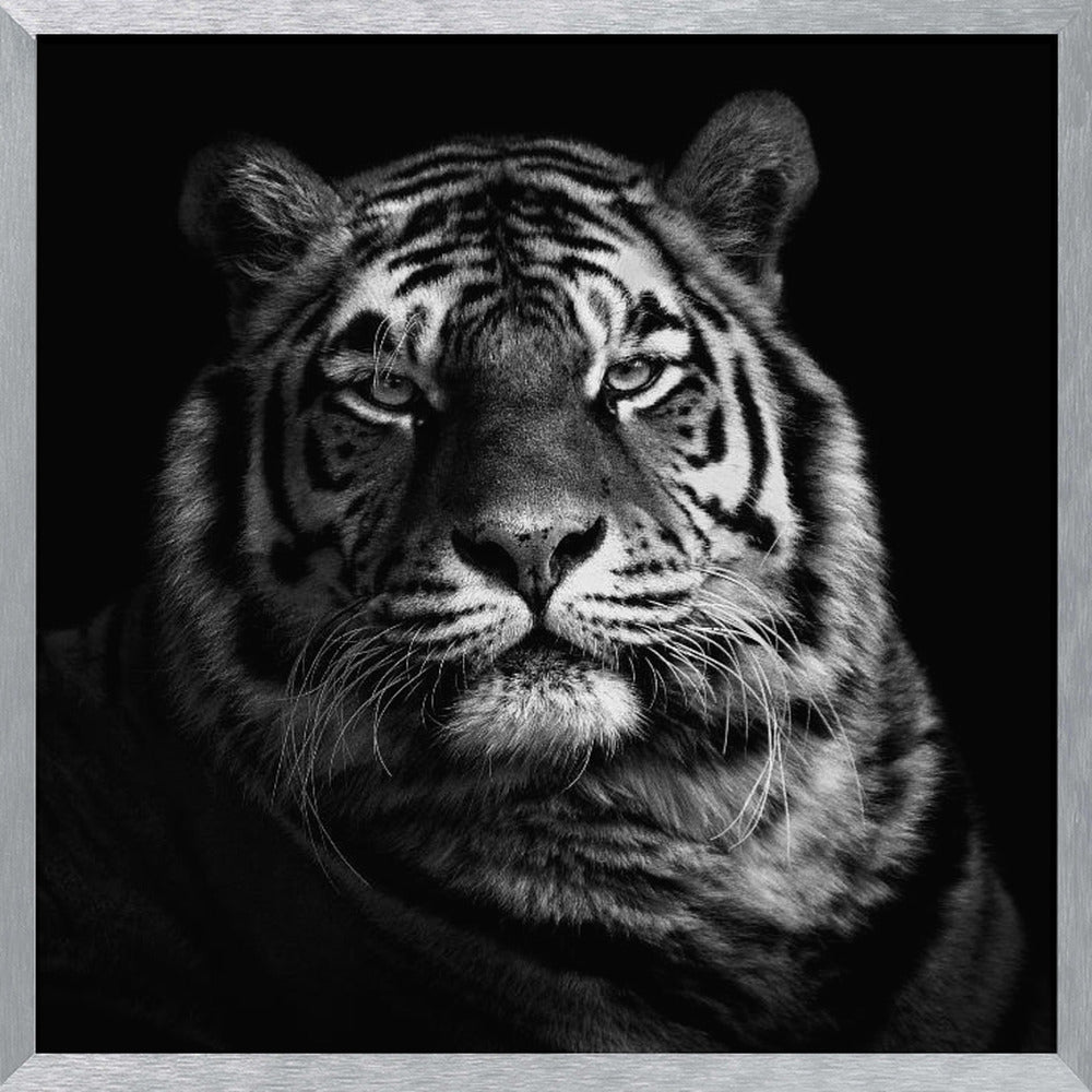 Tiger Poster