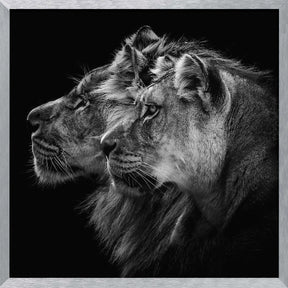 Lion and  lioness portrait Poster