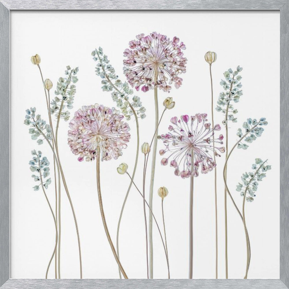 Allium Poster