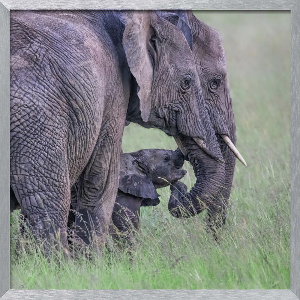 Elephant Family Poster