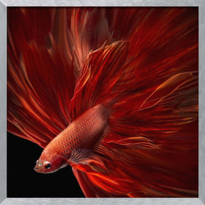 Red Fire Bettafish Poster