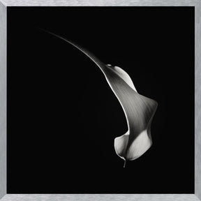 Hummingbird Abstraction (Calla Lily #3) Poster