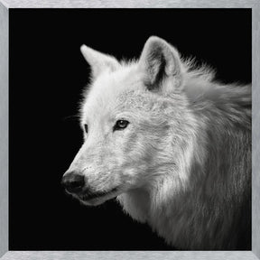 White Wolf #2 Poster