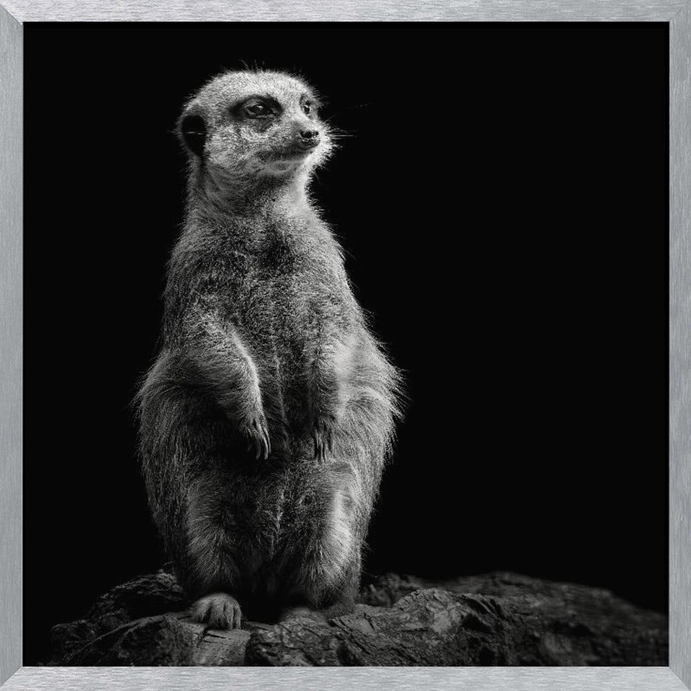 Meerkat Poster