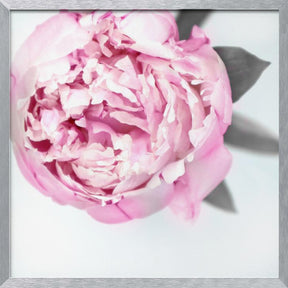 Pink peony III Poster