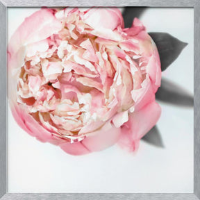 Blush peony III Poster