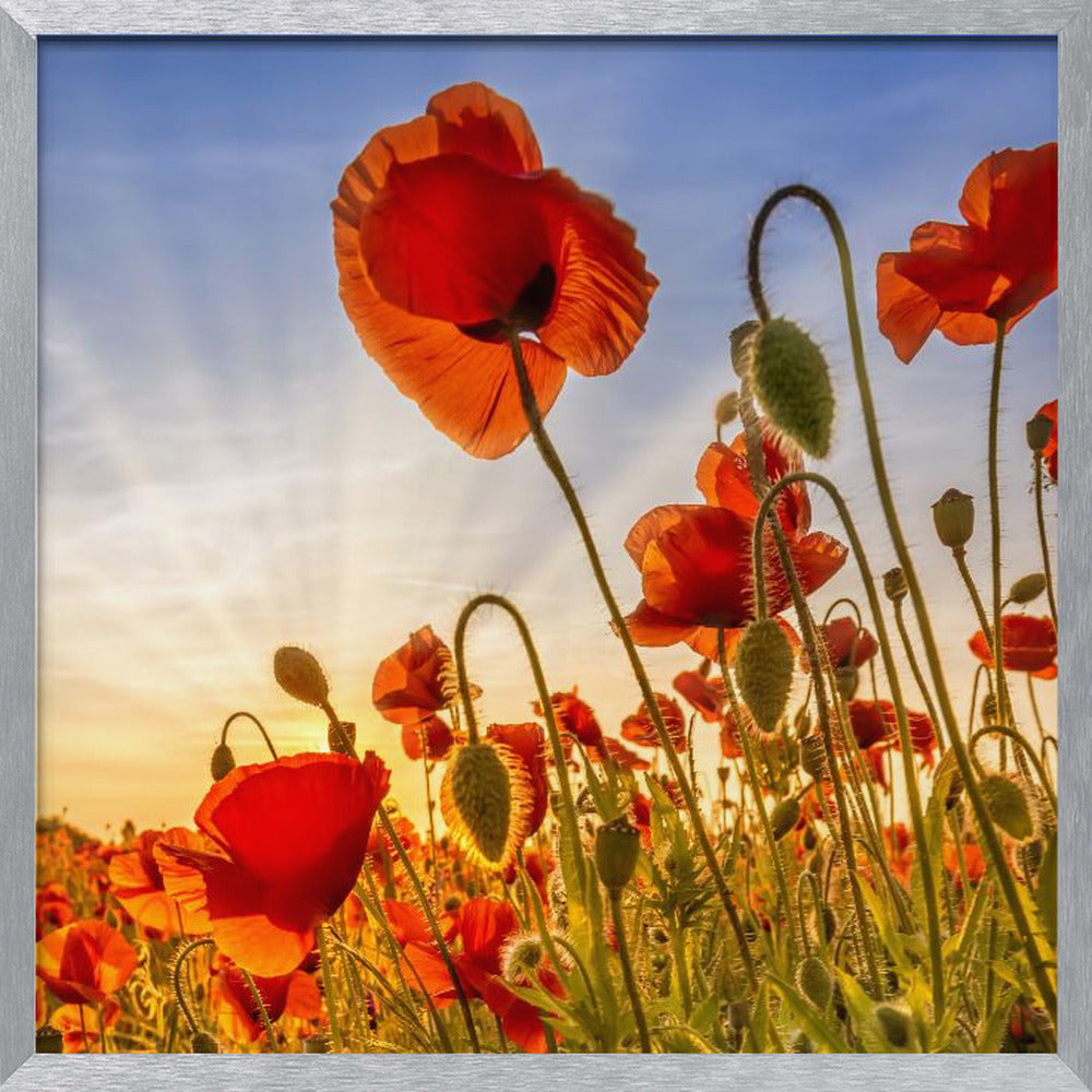 Fascinating poppies Poster