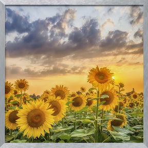 Sunflowers in the evening Poster