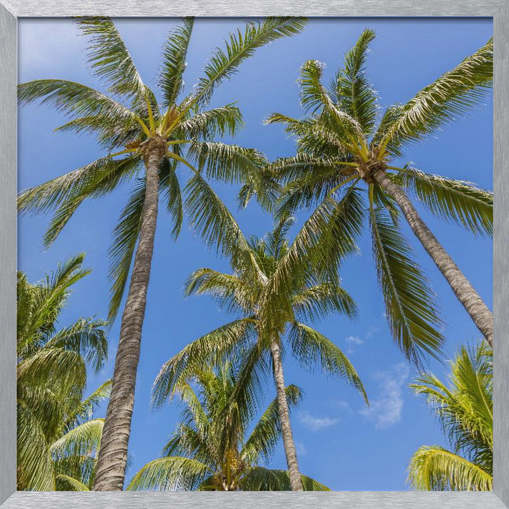 Lovely Palm Trees Poster