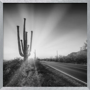 SAGUARO NATIONAL PARK Setting Sun | Monochrome Poster