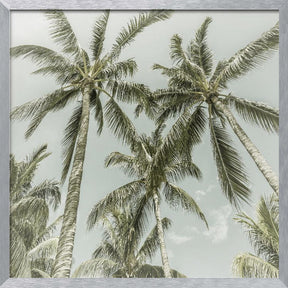 Lovely Vintage Palm Trees Poster