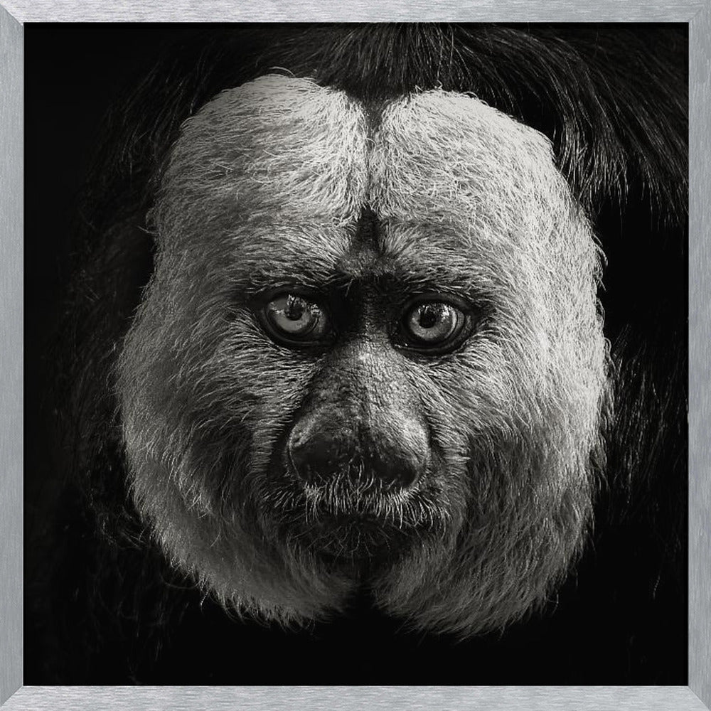 White-Faced Saki Poster