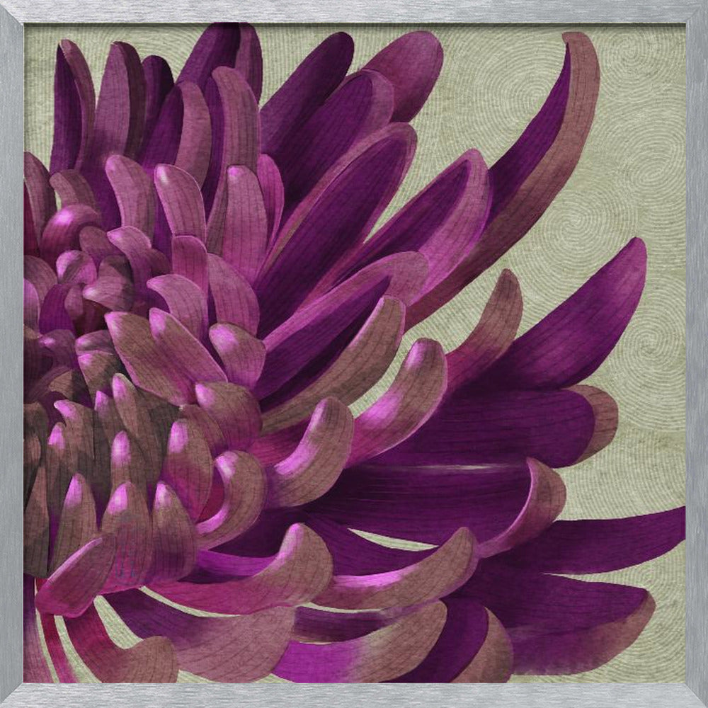 Chrysanthemum Purple Poster