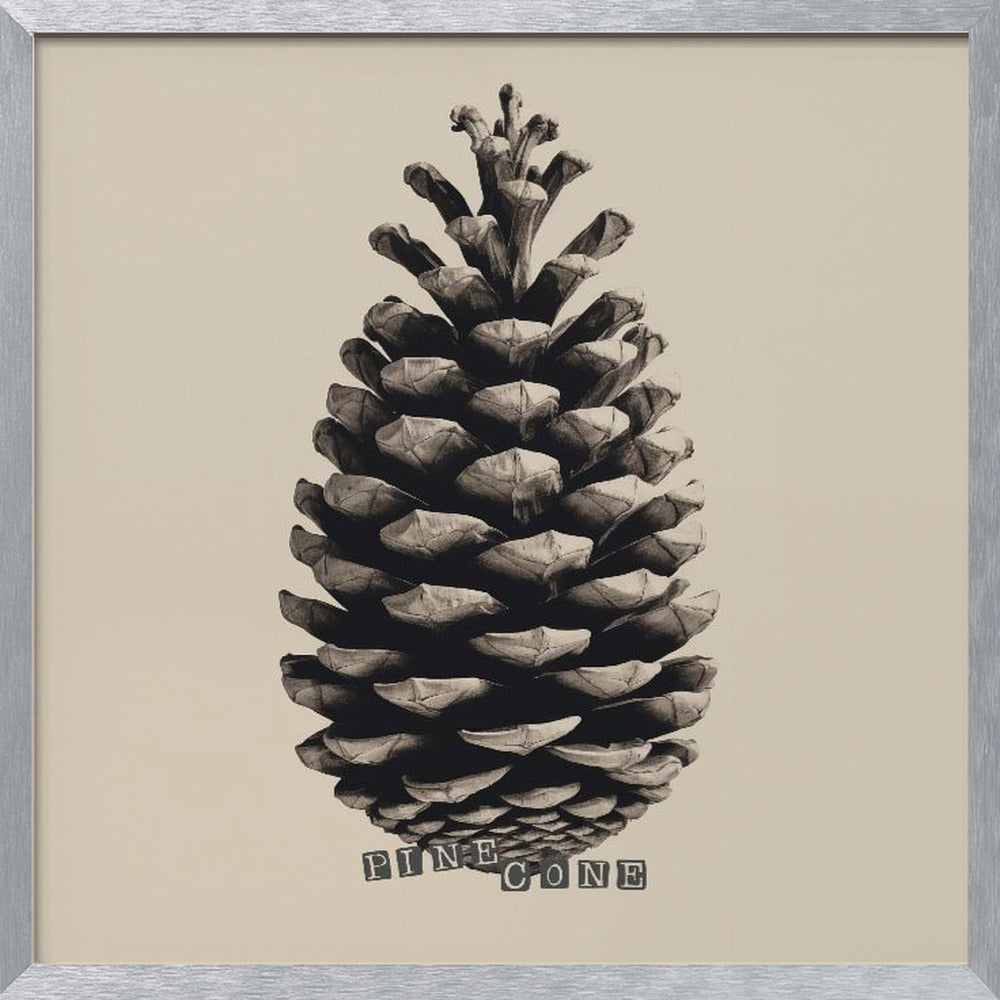 Pine Cone Poster