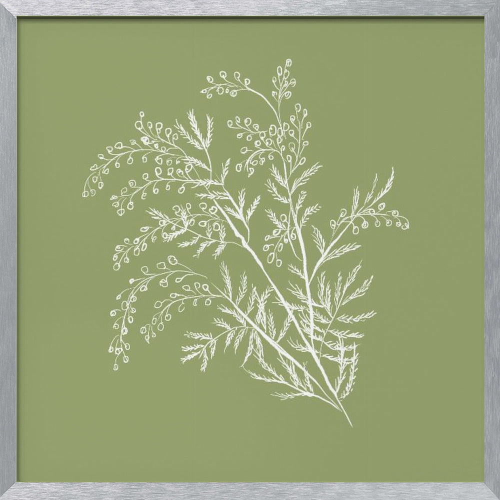 Acacia Botanical Branch Poster