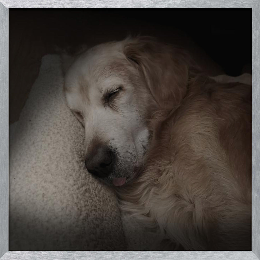 Sleeping Golden Poster