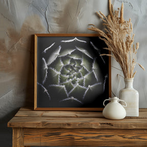 Sempervivum Rosette Poster