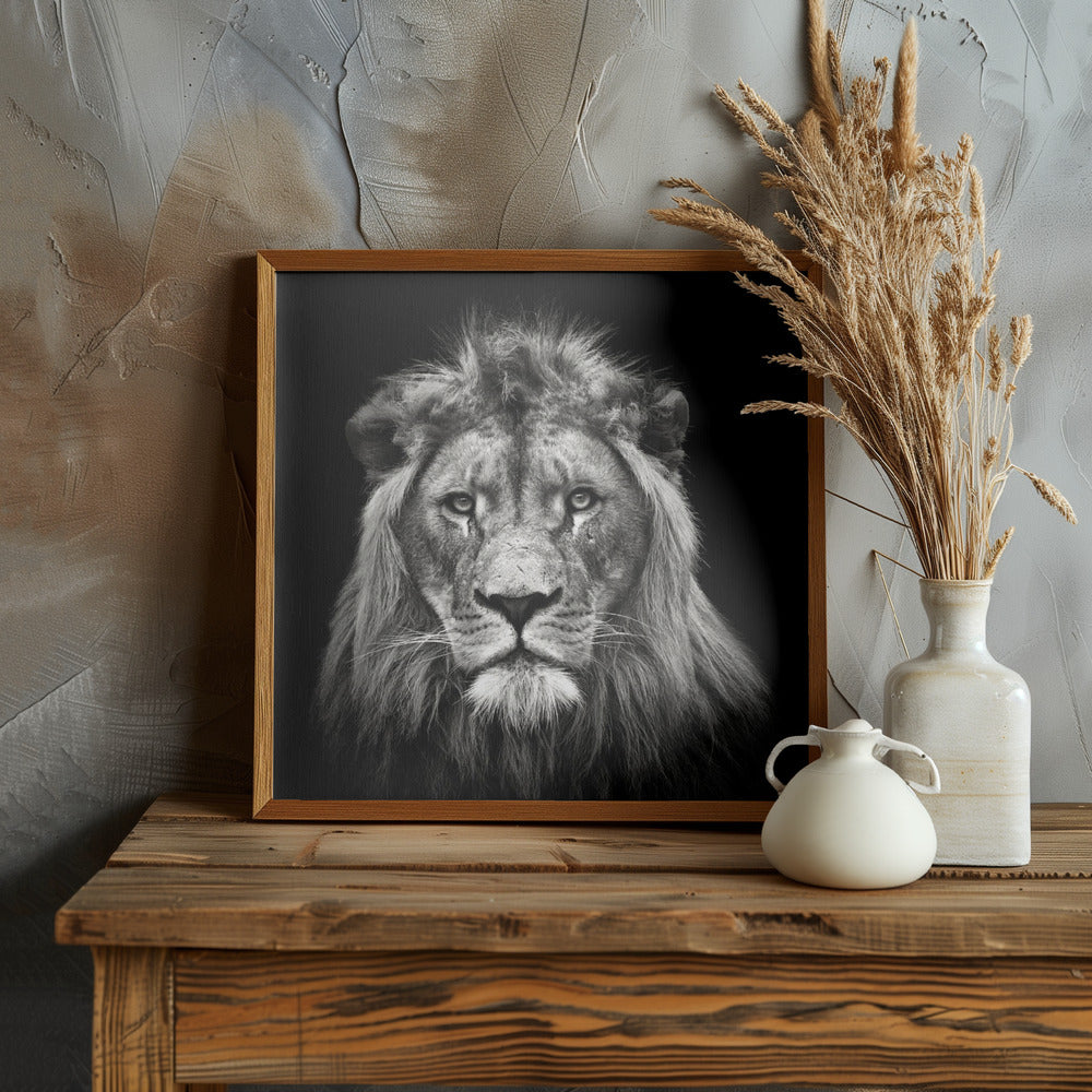 Young Male Lion Poster