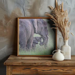 Elephant Family Poster