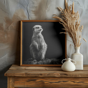 Meerkat Poster