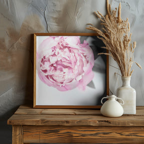 Pink peony III Poster