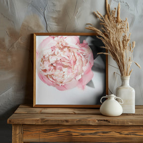 Blush peony III Poster