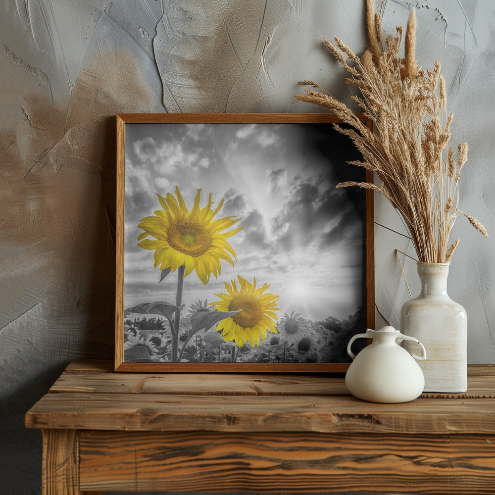 Focus on two sunflowers Poster