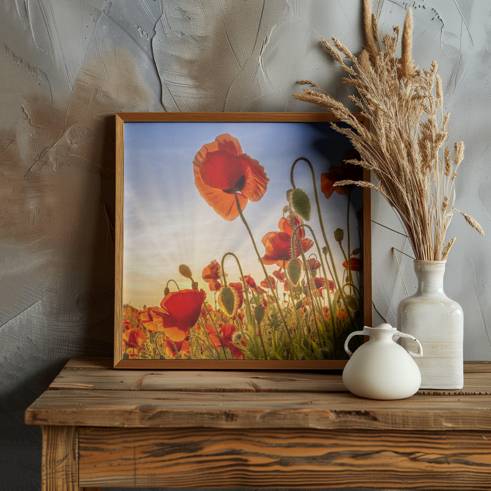 Fascinating poppies Poster