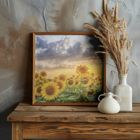 Sunflowers in the evening Poster