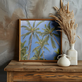 Lovely Palm Trees Poster