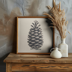 Pine Cone Poster